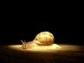 el destino de un caracol