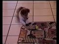 Sheltie Puppy VS Toy Sheltie Puppy VS Toy