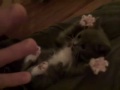 Surprised Kitten - TIMMAY!