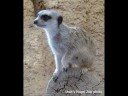 Meerkats - Wow [for Shakspearmeerkat]