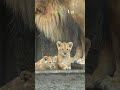 【Cute! Lion cub】The most popular lion family in Japan  #shorts #lion #kawaii #asahiyamazoo