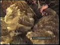 Eggs: Barnlaid