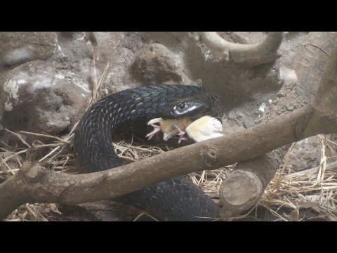 Spitting Cobra