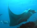 Manta ray dance