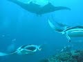 Manta ray dance