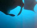 Manta ray dance