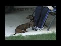 Puppies Playing Part 1 Puppies Playing Part 1