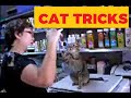 Cat Tricks by WILBY the Singapore Cat
