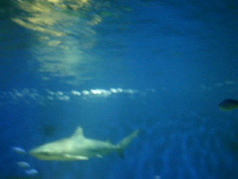 0 Aquaria Vattenmuseum : El Museo del Agua