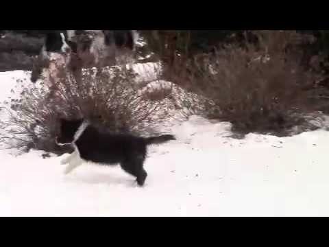 Barbaro playing outside
