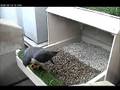 Cathedral of Learning Peregrine Eating