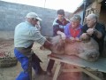 matanza_gorrino_yuste-guijarro_01