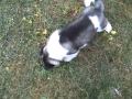 Akita Puppy, Braveheart!