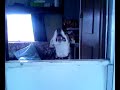 kizzy