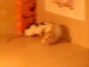 Rencontre Irocco et Spyke