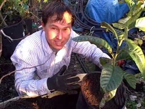 how to replant fruit trees