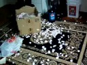Izzy Packing Peanuts
