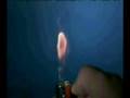 Cigarette-Lighter-Fl