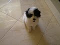 Mayke o cãomédia Mayke o cãomédia