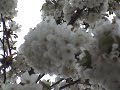 Cerezos en flor en el Valle del jerte