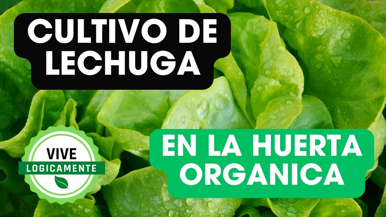 Cultivo de Lechuga Orgánica: Guía Paso a Paso para tu Huerta