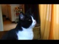 le chat 2
