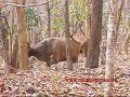Banteng Banteng