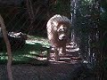 lion in a den