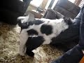 amazing,awesome,dog