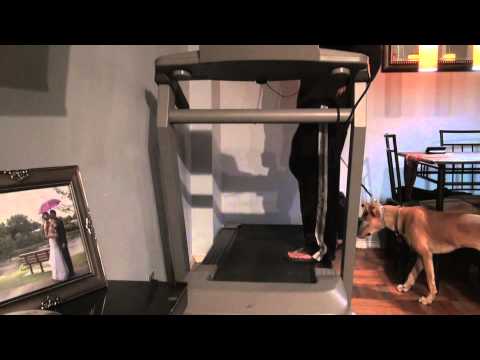 How to: Introduce a dog to the treadmill (DctK9 NYC Dog Training)