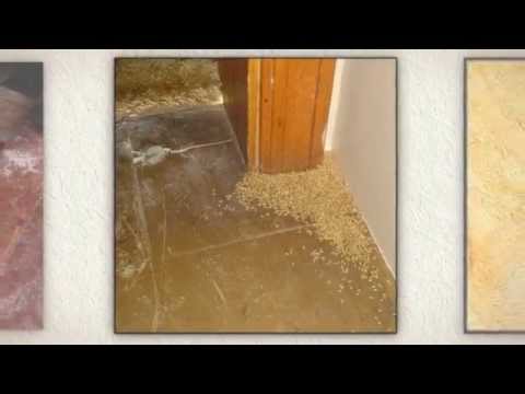 how to treat termites