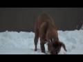 videos de Parker's snow day