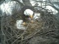 Decorah Bald Eagle Fighting with a big stick 01/03/11 RRP