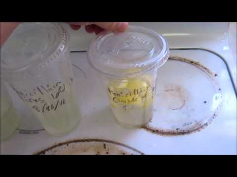 how to isolate aspergillus