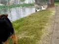 Airedale Terrier video