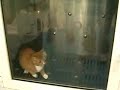 spa pour chat