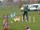 videos de Pembroke Welsh Corgis competing in Agility in Wales