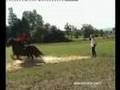 Spectacle equestre Cascade - Cie Impulsion