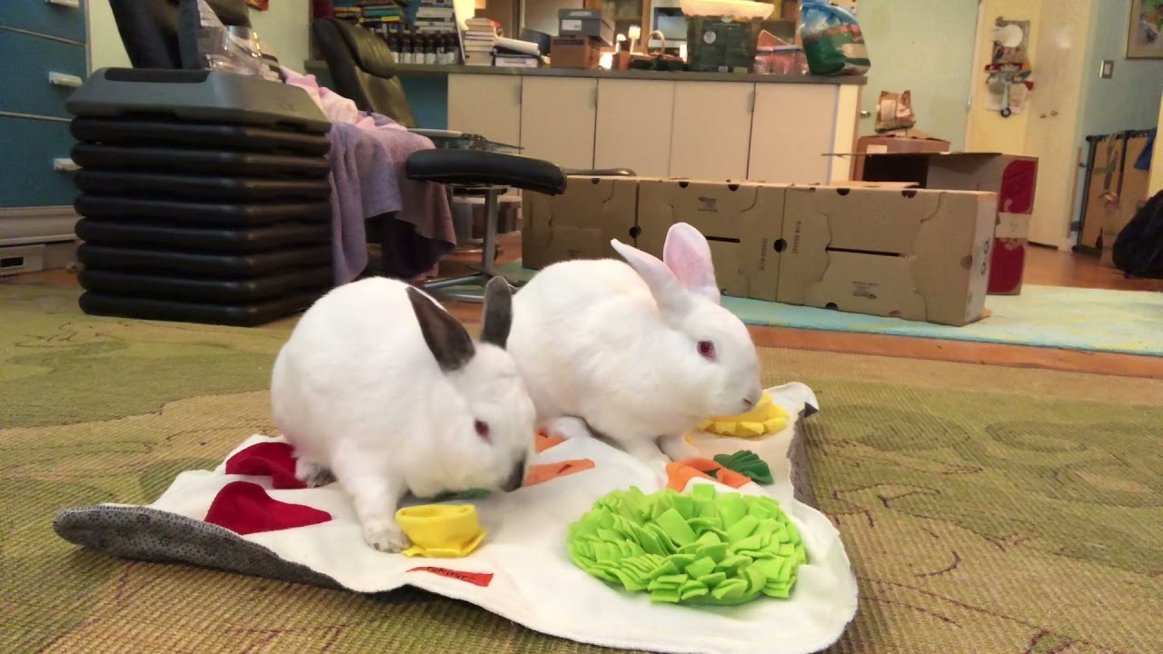 Insider's Guide to Rabbit Toys The Bunbrary Blog