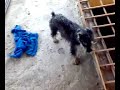 PERRO LOCOOO