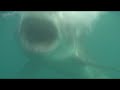 Great White Sharks South Africa