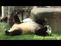 Panda Basi doing yoga, so cute 