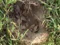 Watch 'BarberDimeMike - Back Out to the Old Ball field "Silver #16 "'