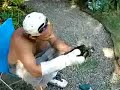 Hawk Rescue Part 1 Hawk Rescue Part 1