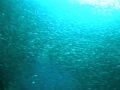 2011.08.27 MOALBOAL-PESCADOR イワシ玉
