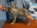 Stacking 8 week old Australian Cattle Dog Puppy On Table Stacking 8 week old Australian Cattle Dog Puppy On Table