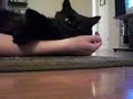 Spain the Cat is Truly Forgiving