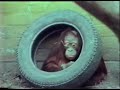 memories of the fondly remembered belle vue zoological gardens and amusement park in manchester. this is rare 16mm colour film (unedited and mute) mostly from the long hot summer of 1976. the zoo closed the following year, at the end of the summer season in 1977. this was the beginning of the end for the park, and within 2 or 3 years virtually everything on the site had closed. 
this is the 1st in a series of rare, or previously unseen, film uploads of belle vue.
the music soundtrack is 