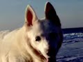 In memoriam: Mara - IL MARE...