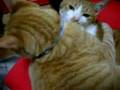仲良し猫おすぎとはるちゃん♪毛づくろい中でアッカンベ~(^-^)